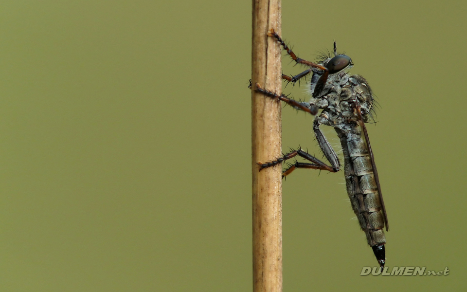 Brown Heath Robberfly (Machimus cingulatus)